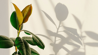 Find the Best Spots for Houseplants In Your Home With the "Shadow Trick"